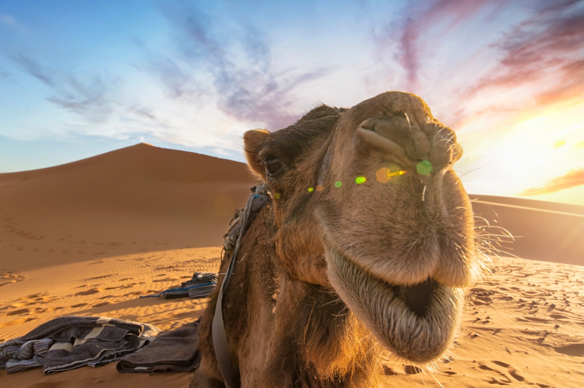 Close-up of a camel in a desert during sunset with sand dunes and a colorful sky in the background.
