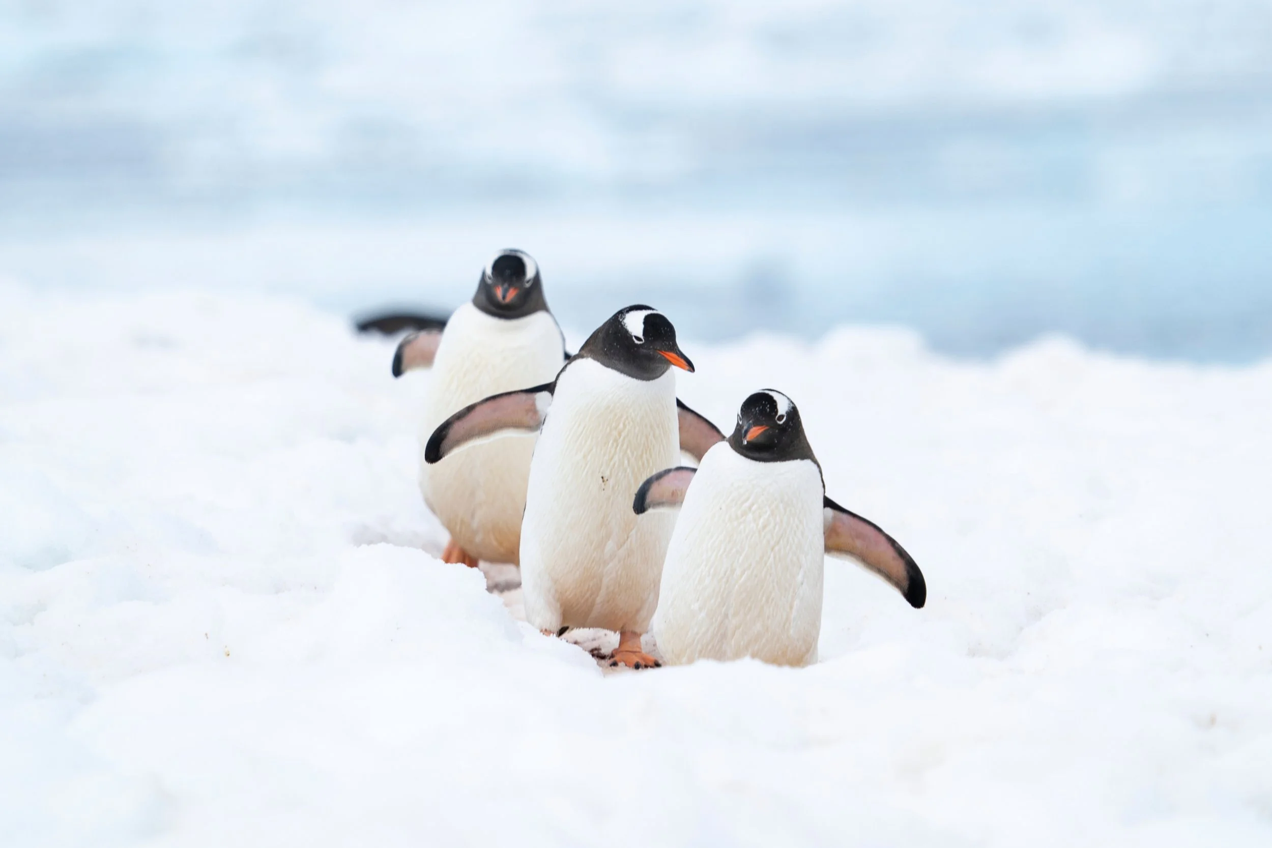 Three penguins walking on snow in a cold environment.