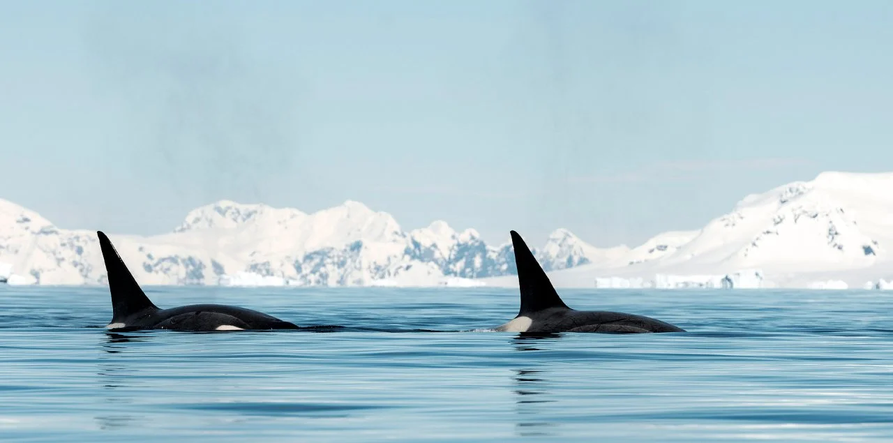 Two orca fins peeking out of arctic waters with snow covered mountains in the background