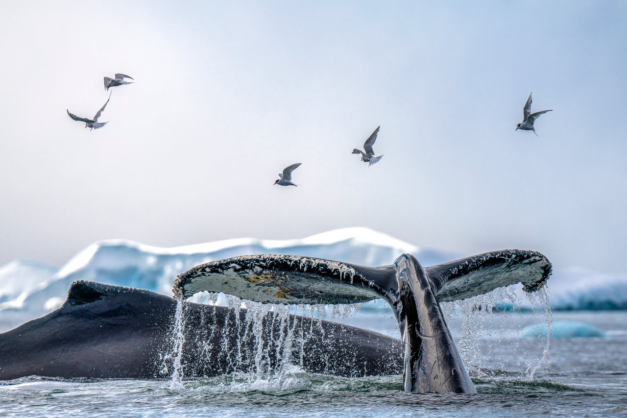 Whale tail surfacing above water in Drake Passage with sea birds flying above