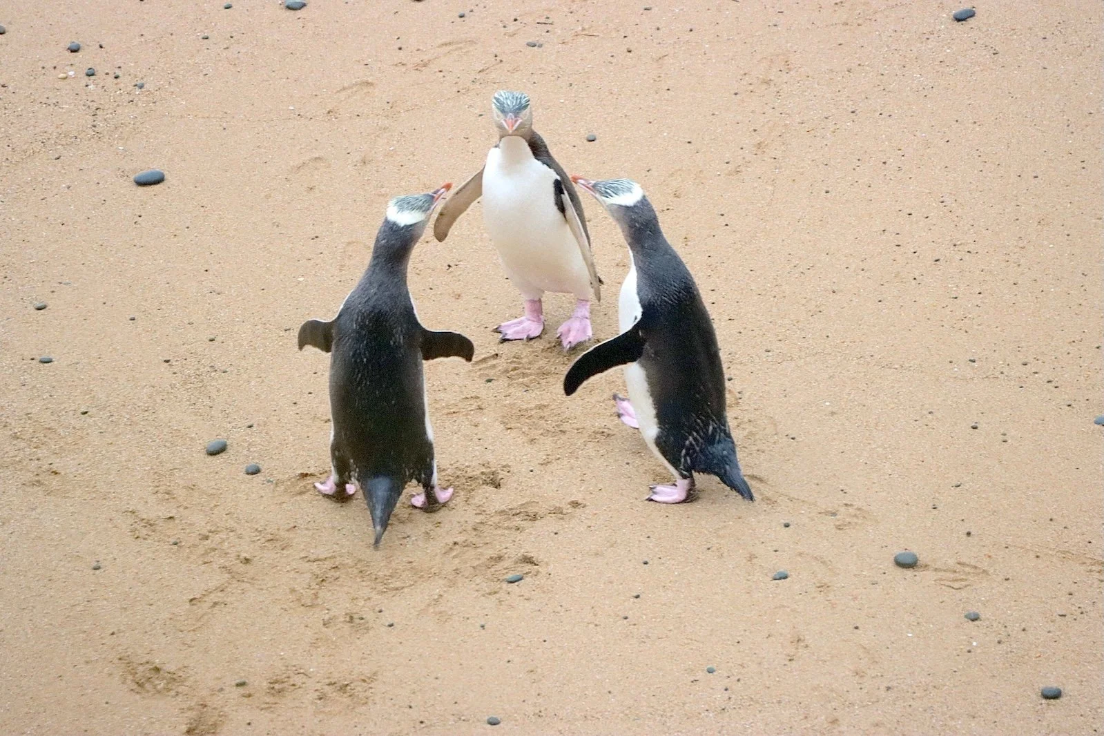 Three tiny yellow-eyed blue headed penguins appear to dance in a circle on a beach