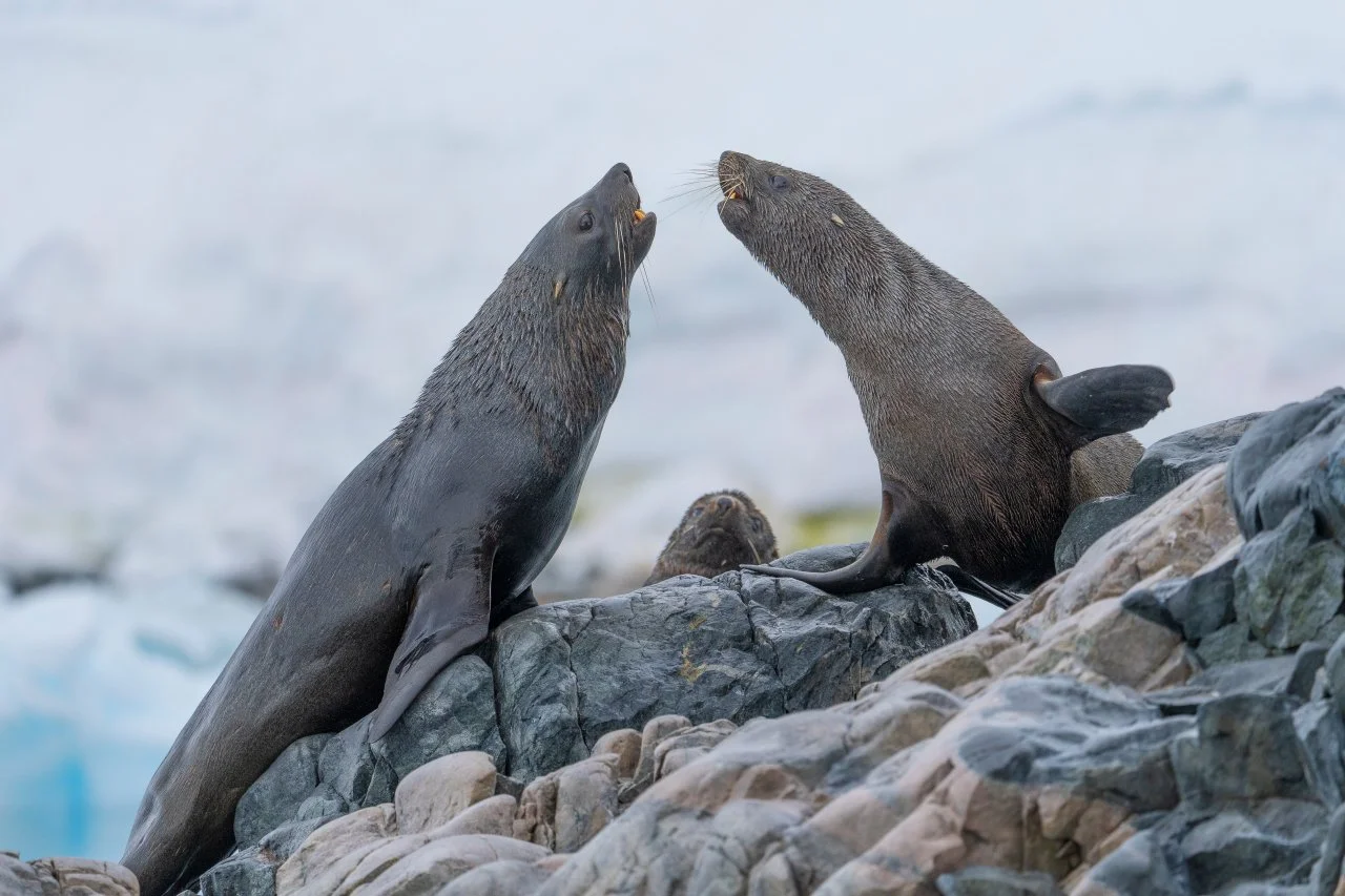 Two sea lions on rocks, facing each other with their noses close, on a rocky shoreline with ice and snow in the background.