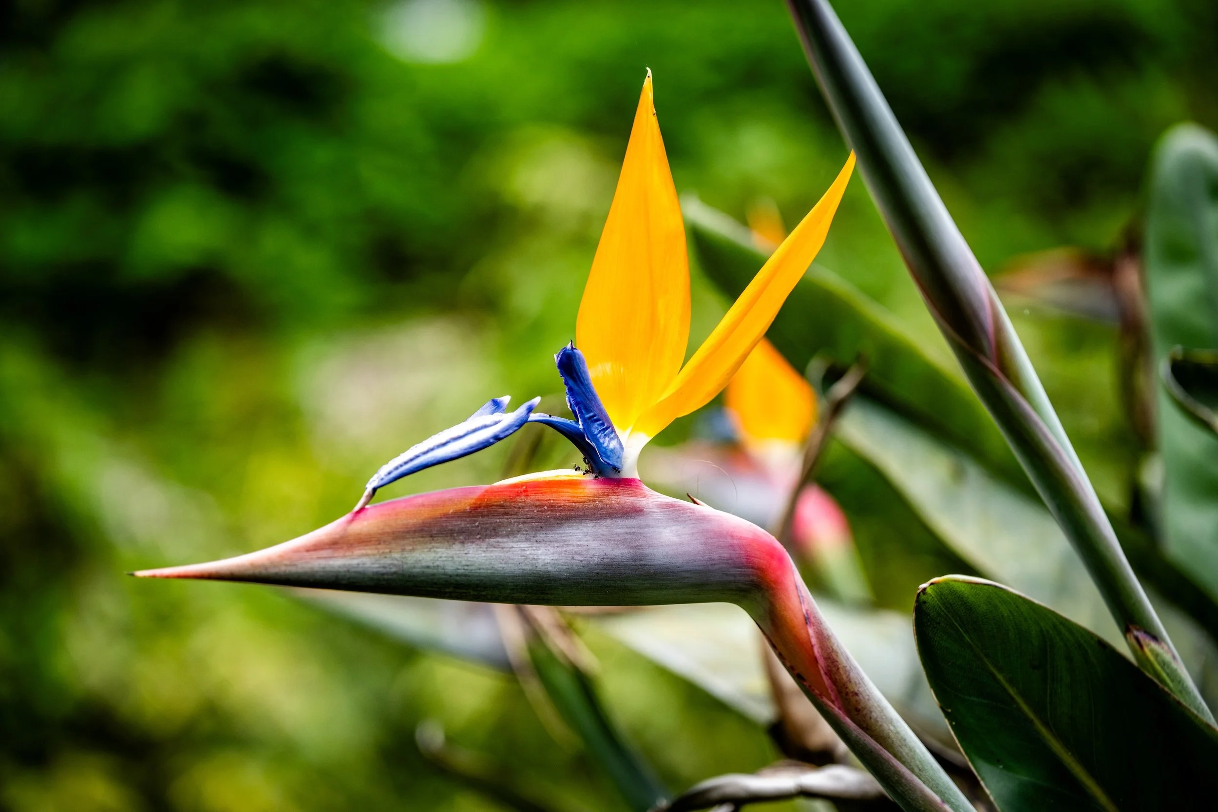 20250610SaoMiquel8288 small.jpg