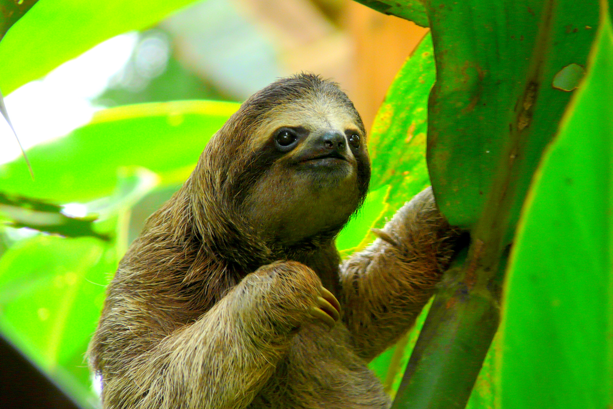 Costa Rica Sloth Puerto Viejo