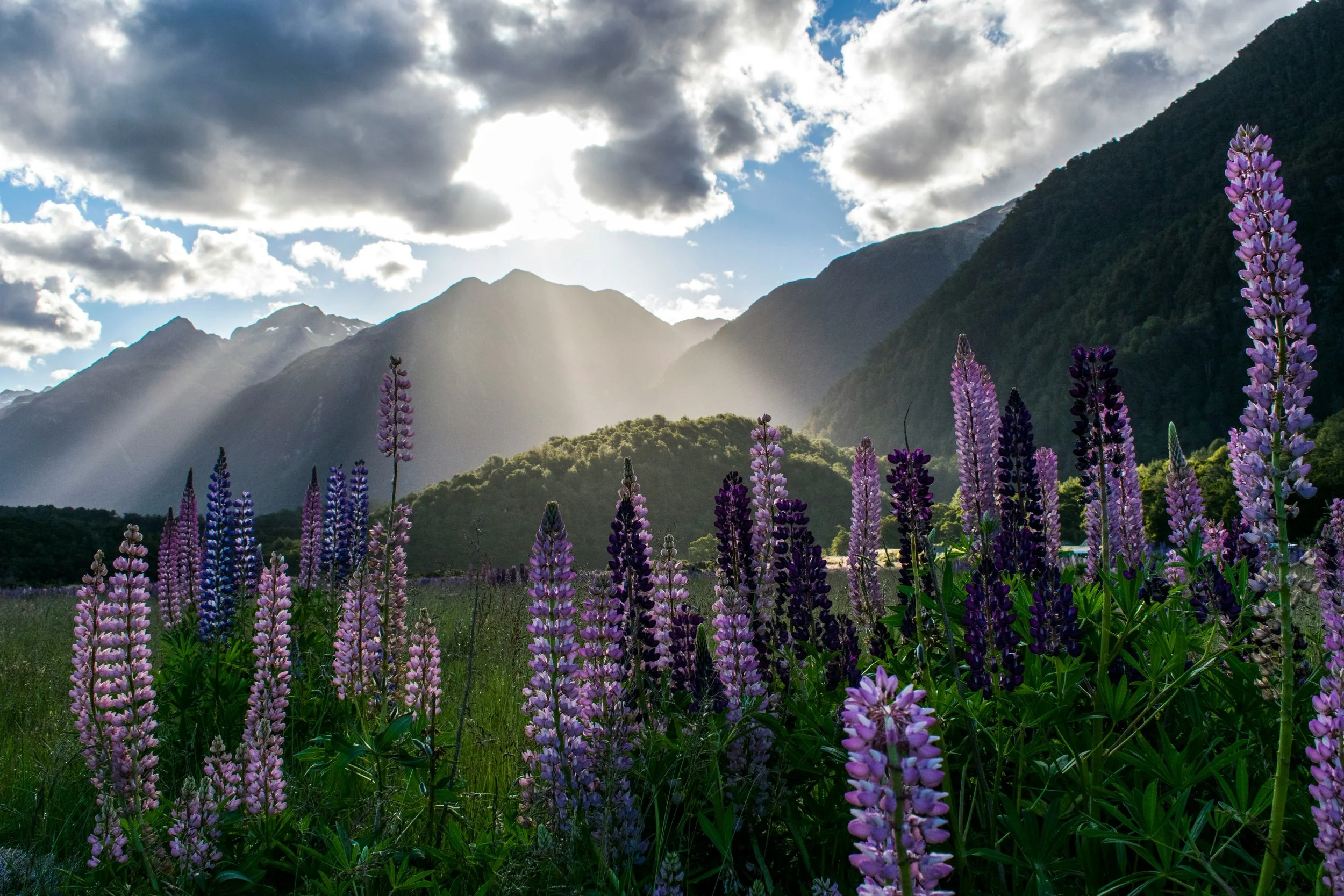 New Zealand Horizon over Flowers
