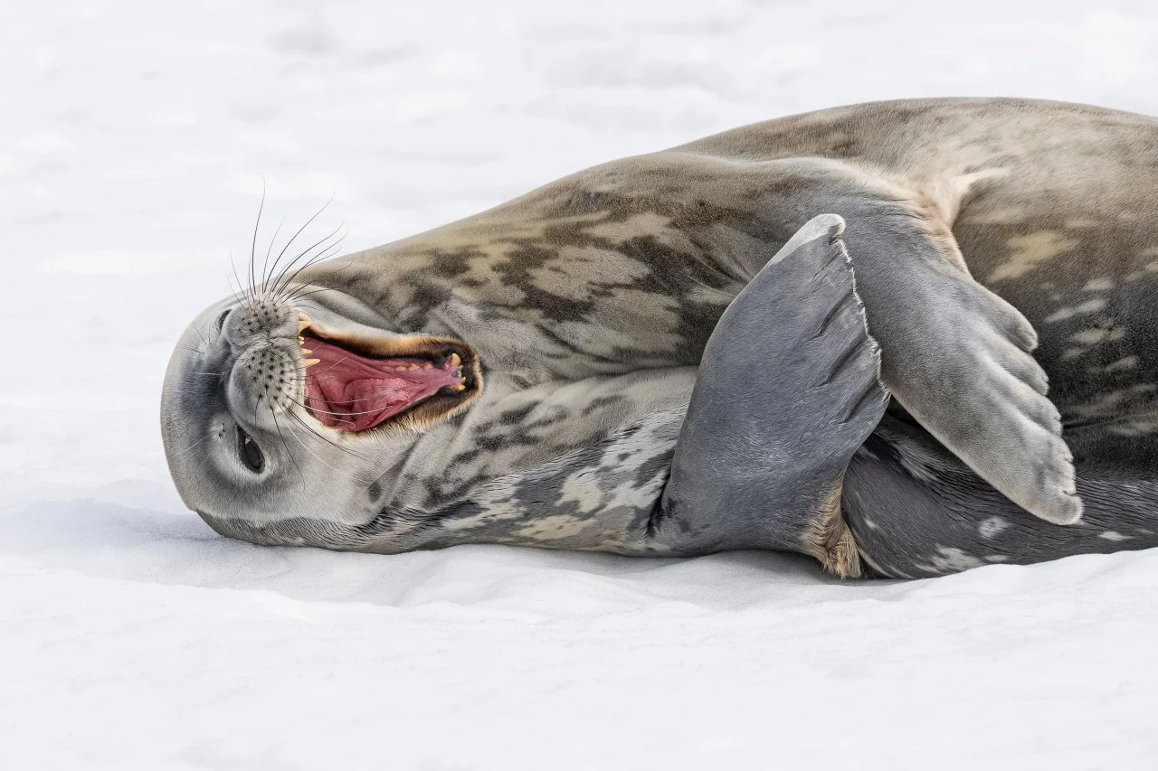 A grey seal lying on snow with its mouth open, showing its teeth and tongue.