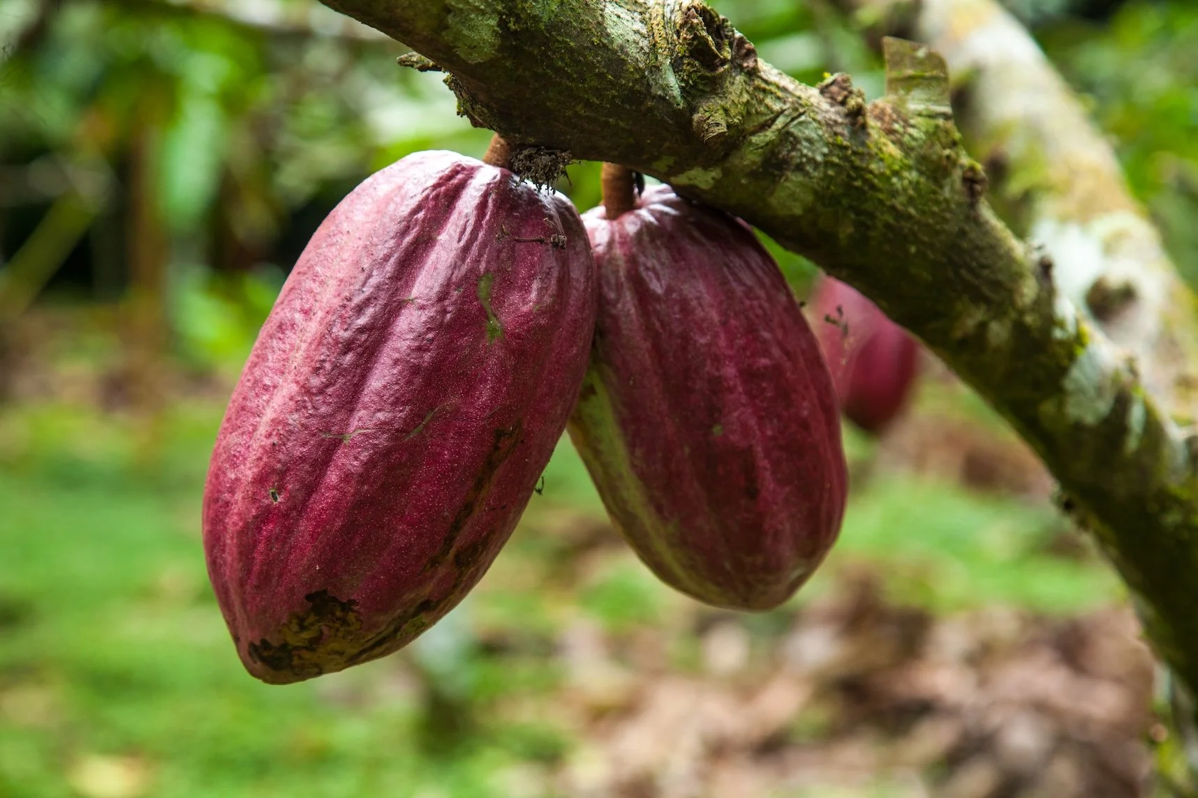 Fresh cacao fruit on the tree in Costa Rica