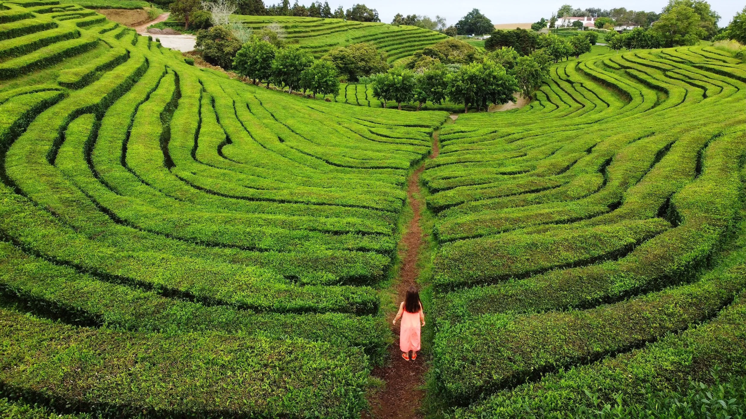 Tea plantation from above with woman walking in it