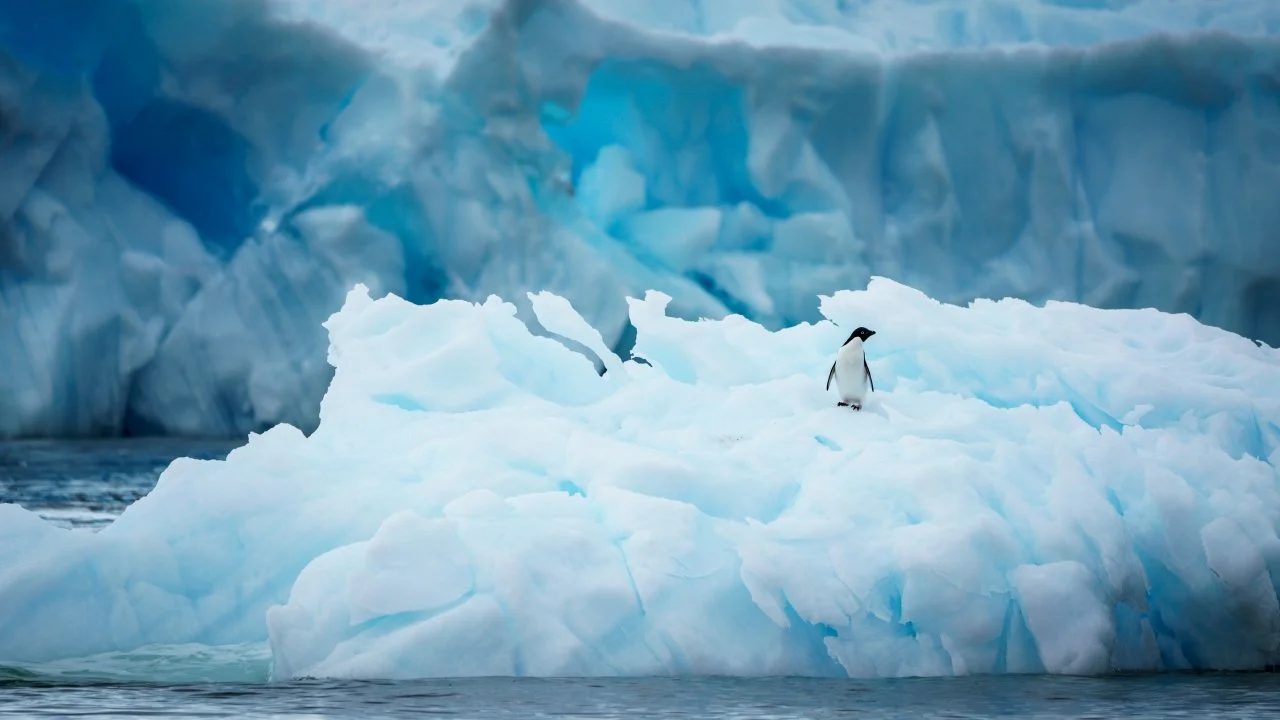 Penguin standing on iceberg in Antarctica