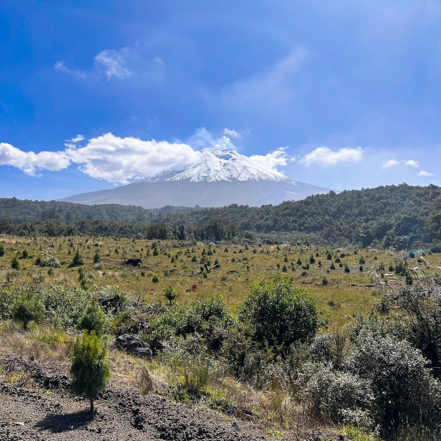Snow-capped mountain, Mount Cotopaxi, viewed from a grassy field with small shrubs and trees, under a blue sky with clouds.
