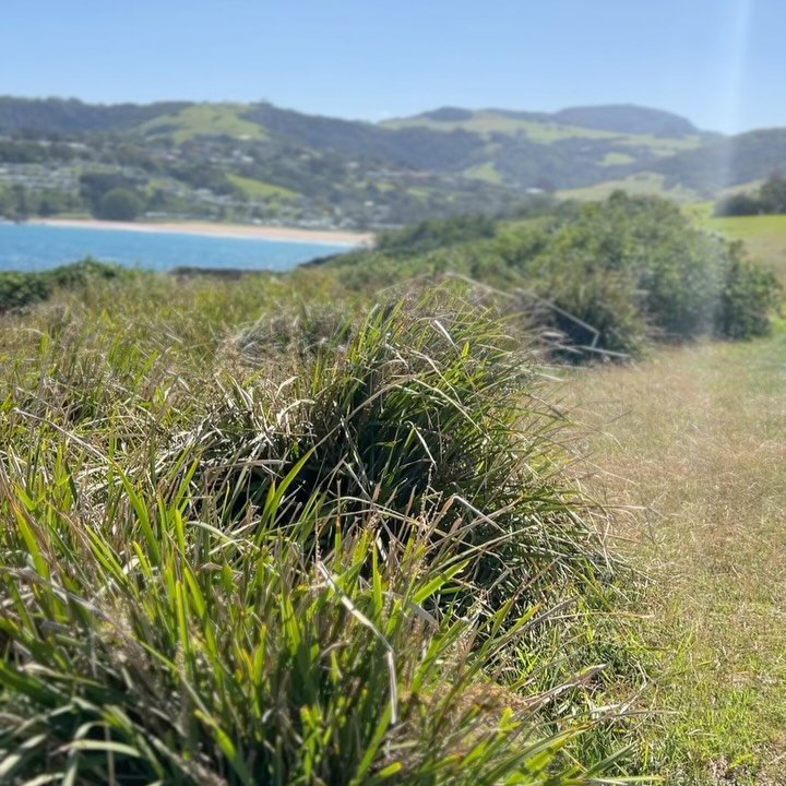 Made my way to Kiama this morning, just a couple hours from Sydney. The coast here is stunning with its rugged cliffs and turquoise blue water. I ended up walking for hours without really thinking about it. Sometimes you don&rsquo;t realize how much 