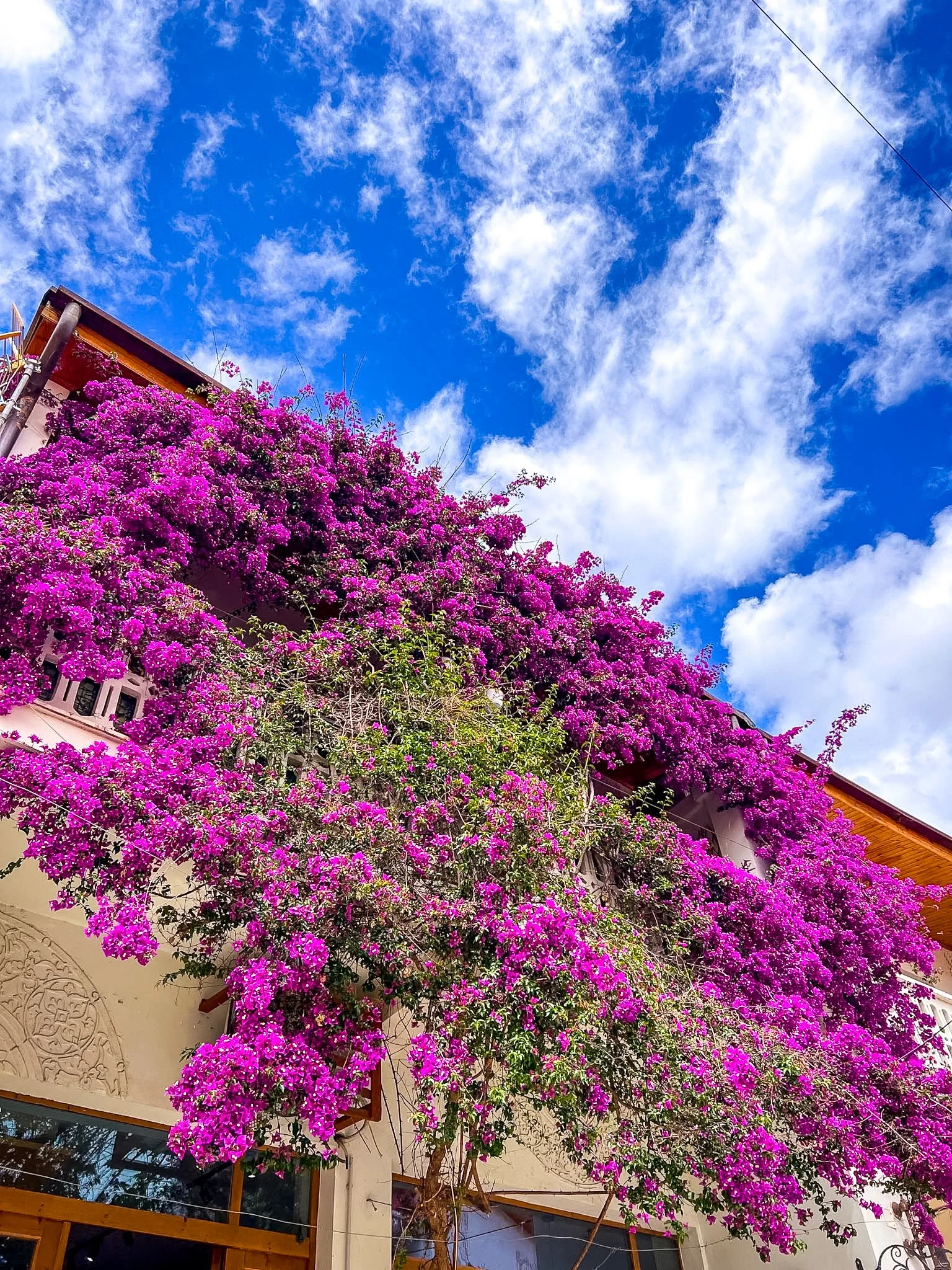 Bright pink bougainvillea spilling over a rooftop against a blue sky, Vlore, Albania