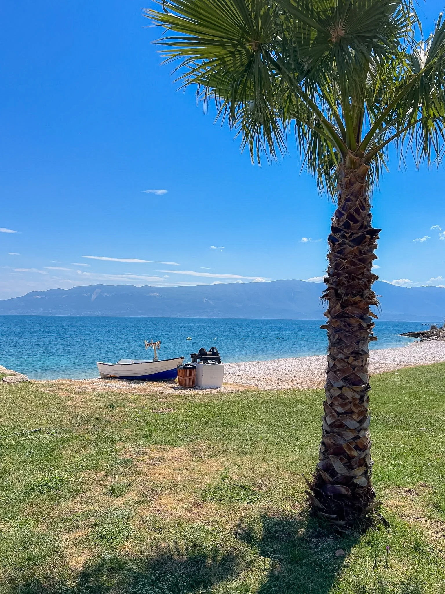 Palm tree on a grassy shore with a small boat on the beach and the bay behind, Vlore, Albania