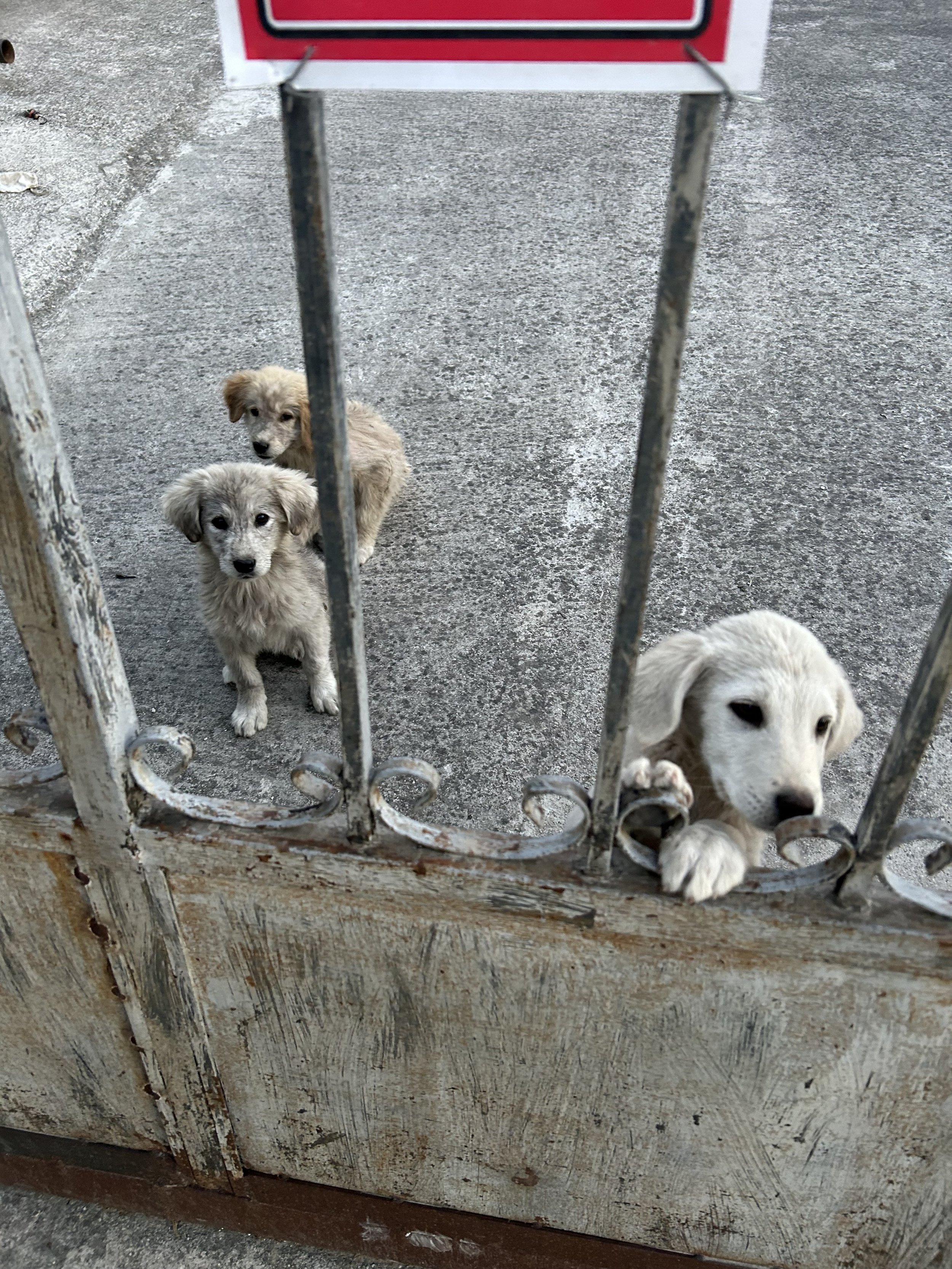 Three fluffy white puppies peeking through a metal gate, Vlore, Albania