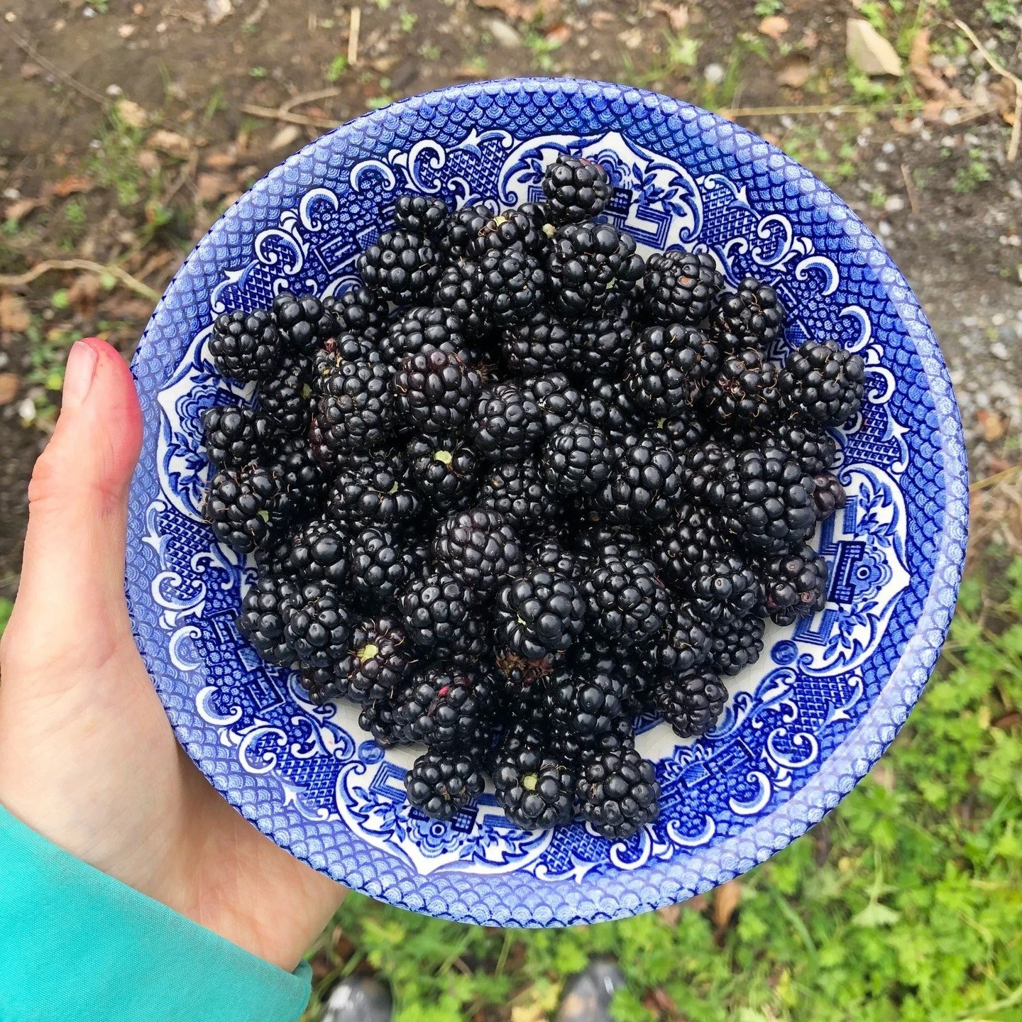 SM&Eacute;ARA DUBHA 

How wildly different it is to be able to go outside and pick berries from the hedge and put them into a bowl, rather than going to the brightly lit supermarket and buying blueberries in plastic packaging from Peru. Wild food is 