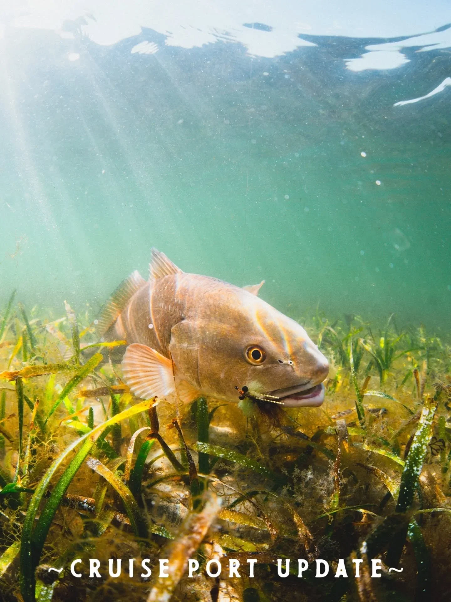 🚨Cruise Port Update🚨 - After the proposed cruise ship port, there has been a great deal of support against it, those voices are greatly appreciated and are making an impact. We need to keep this momentum going.

So far, two legislators have spoken 