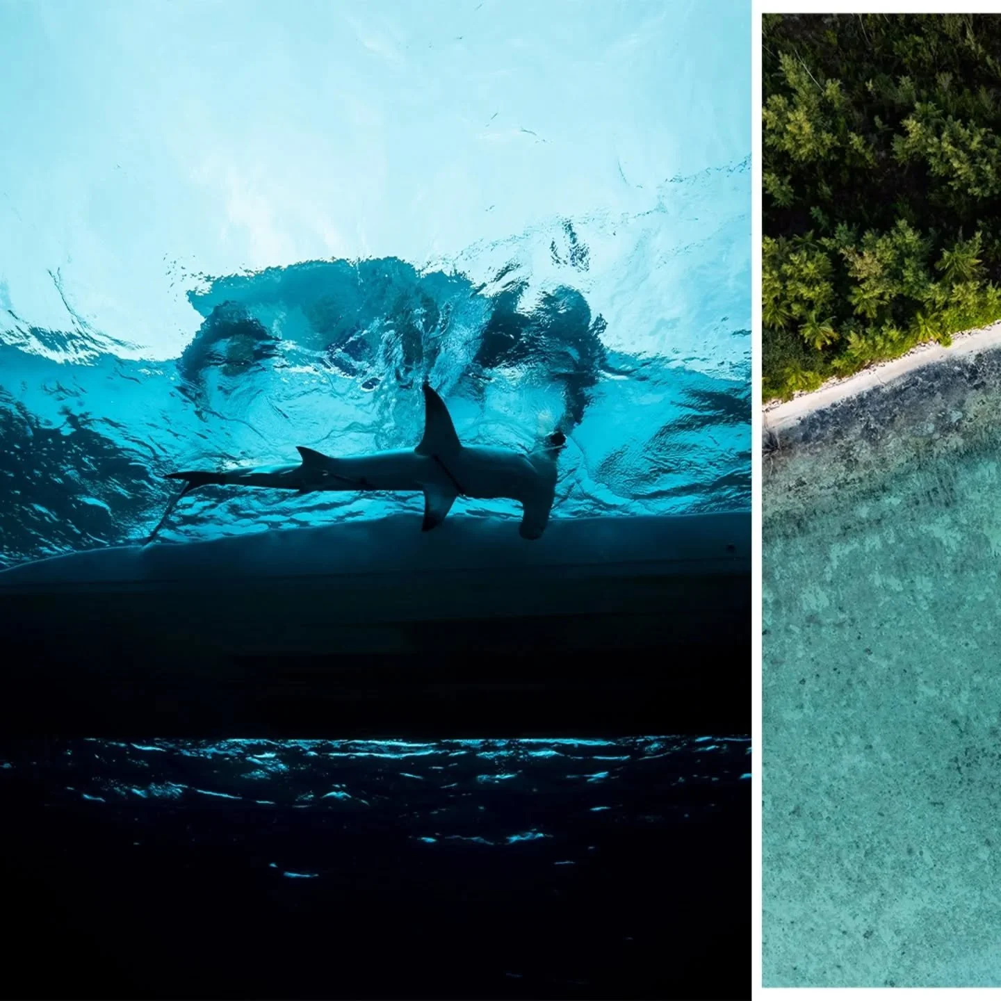 A partnership with predators.

Meaningful work - studying the world through the lens of apex predators - it's such an eye opening perspective.

Full story in my Substack, The Driftline.

Link in bio

Shot for @btwaves