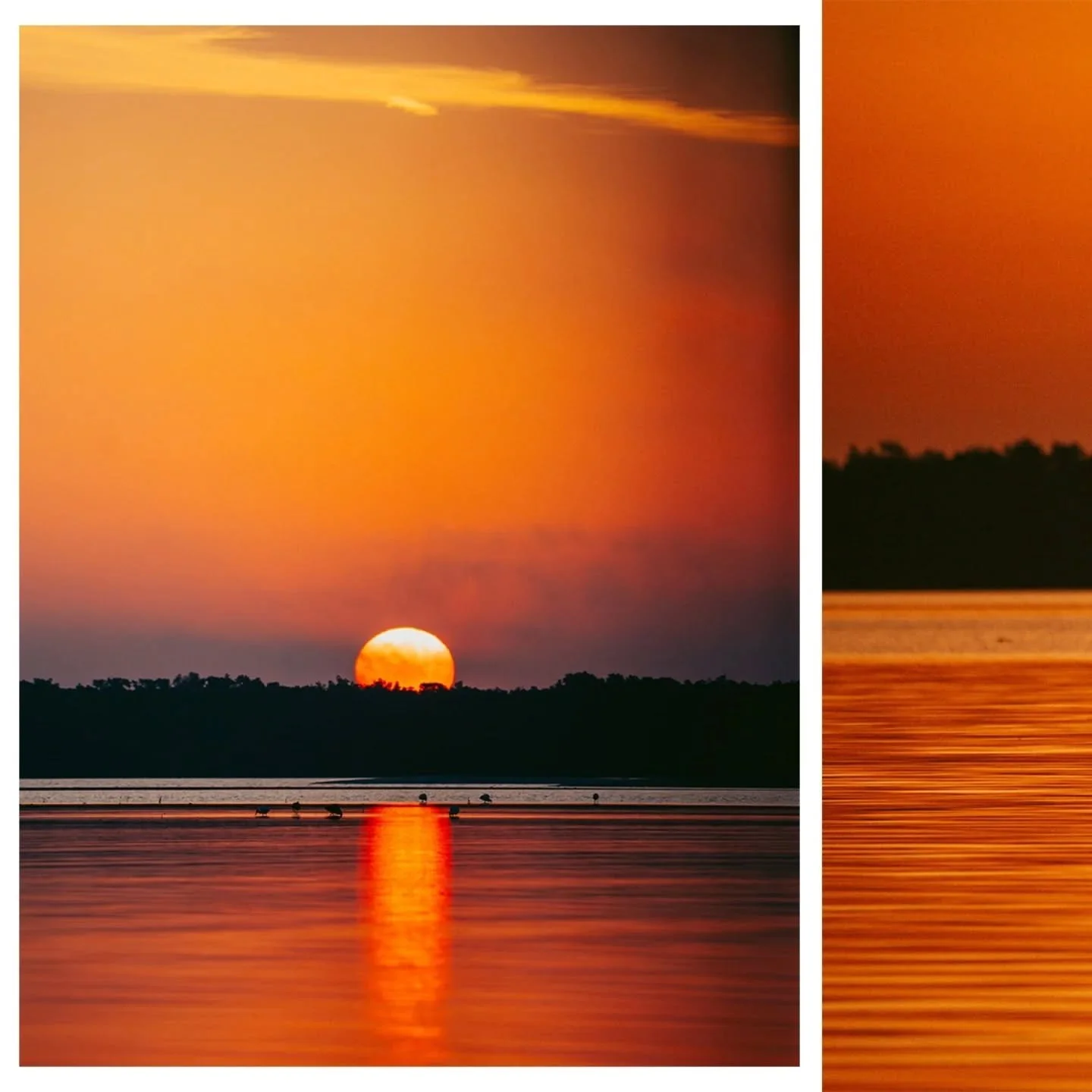 The west side of Florida isn't known for its sunrises, rather the opposite. However @maxchesnes and I were treated to a special one on a day we decided to photograph the Terra Ceia estuary in hopes to inspire the public to stand up against a proposed