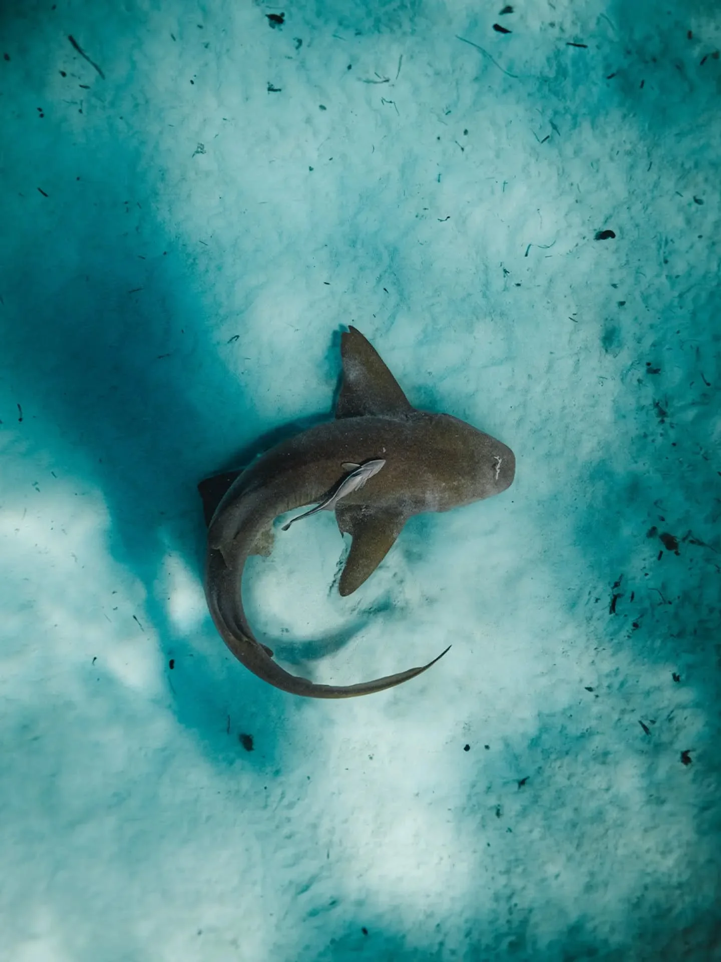 Bahamas with @btwaves is always a nostalgic place to go back to. Yes there are sharks there, but the people and the water itself are typically the highlights for me.