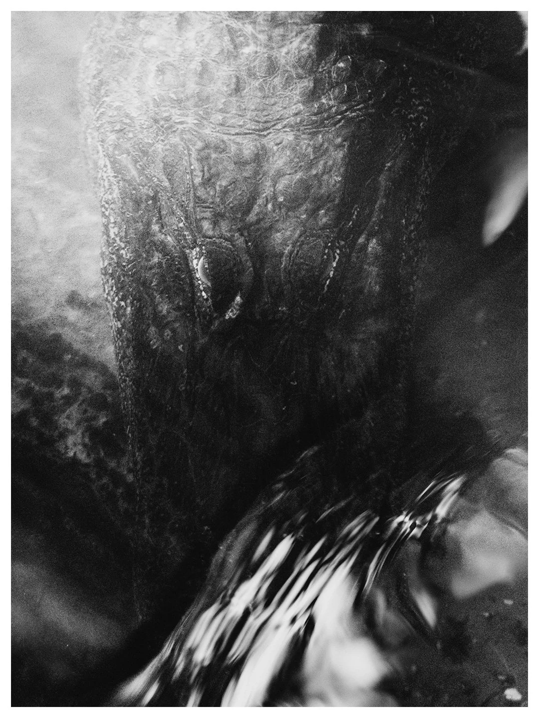 Details from the river.

Watching the river roll over a sleeping gator is simply a beautiful thing to see. This frame really felt like natures art. I was just there to capture it thankfully.