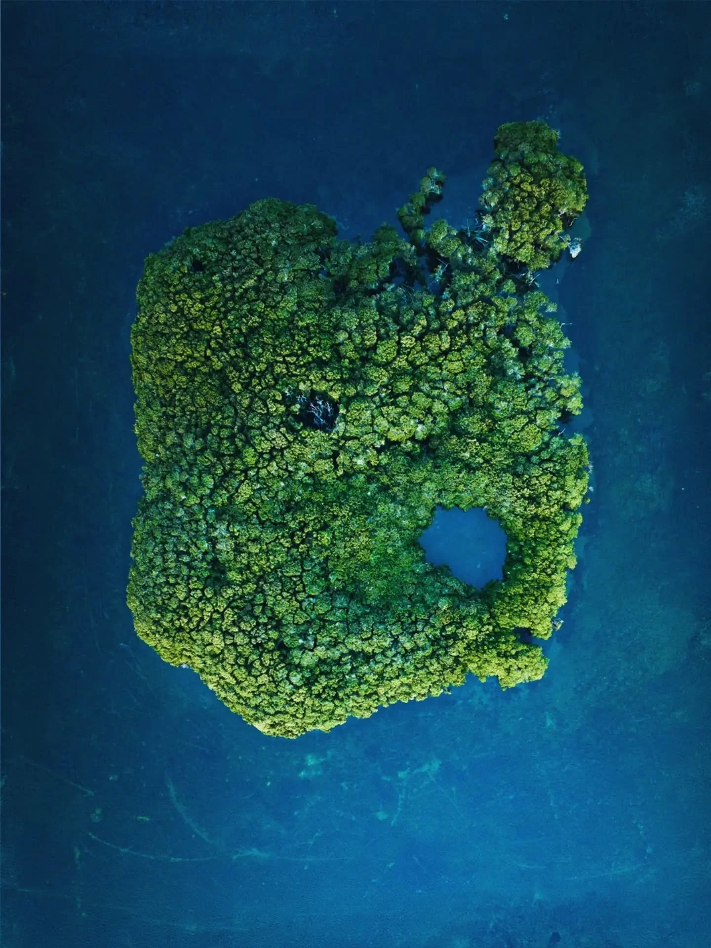 I missed the day to celebrate mangroves but still felt compelled to share my love for them. I grew up in them, I take refuge in them, and I consider the inhabitants of them my neighbors.

Here's to the mangroves. --->

A female fiddler crab makes 