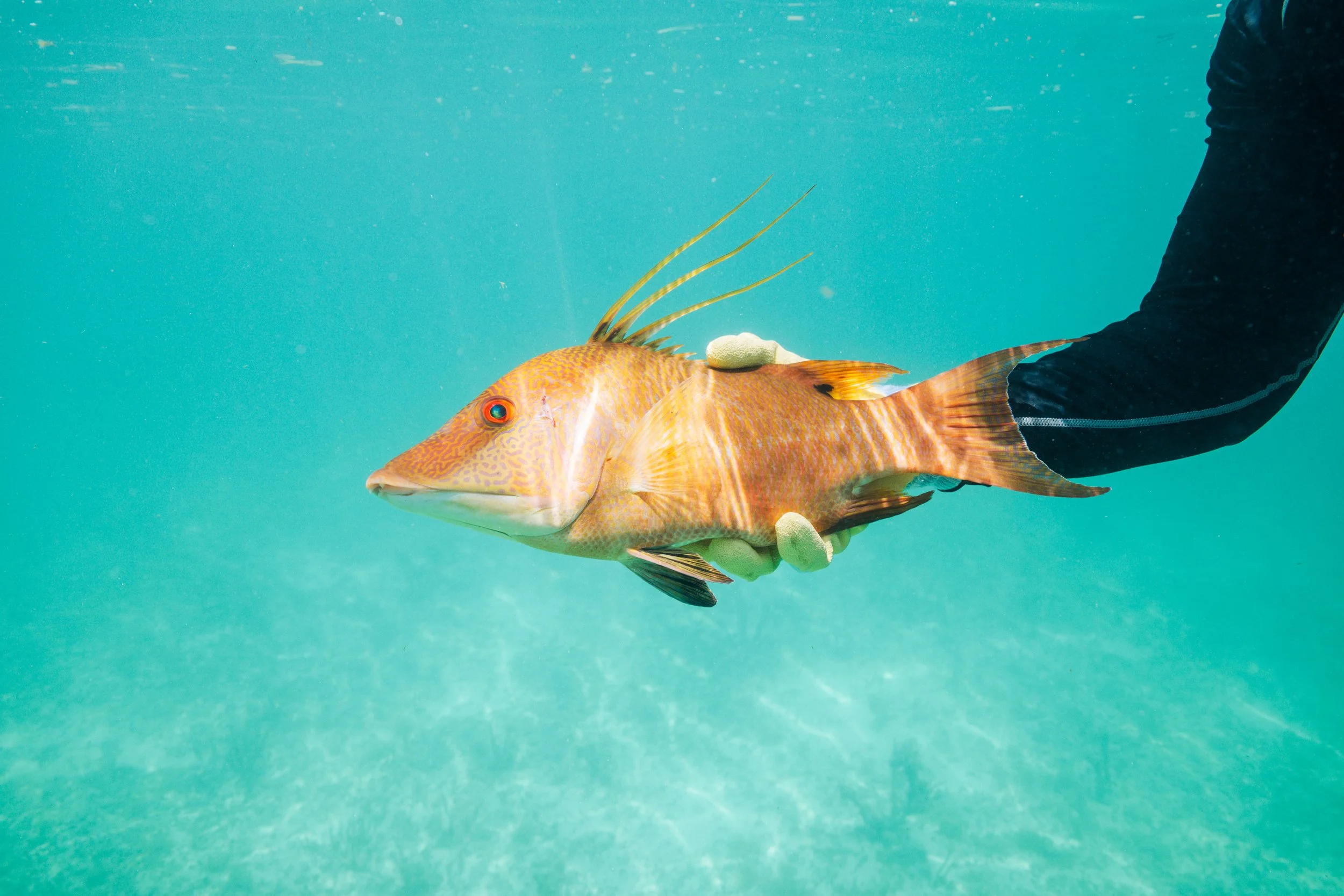 Hogfish-2.jpg