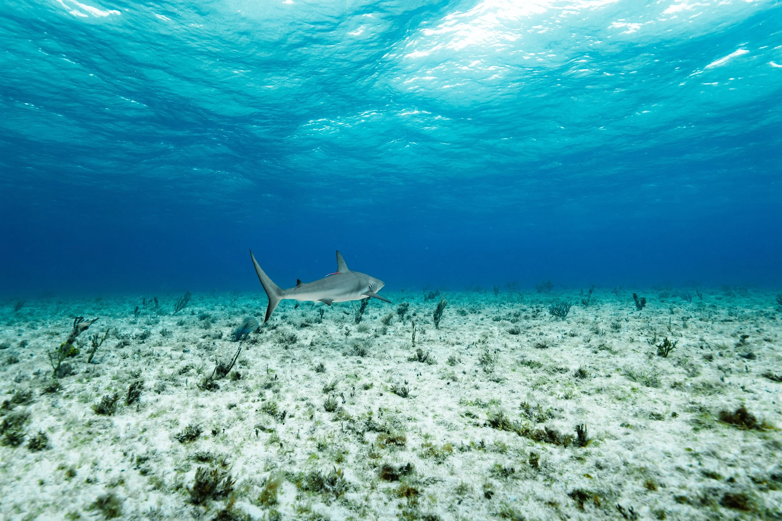 BTWavesBahamasJan-104.jpg