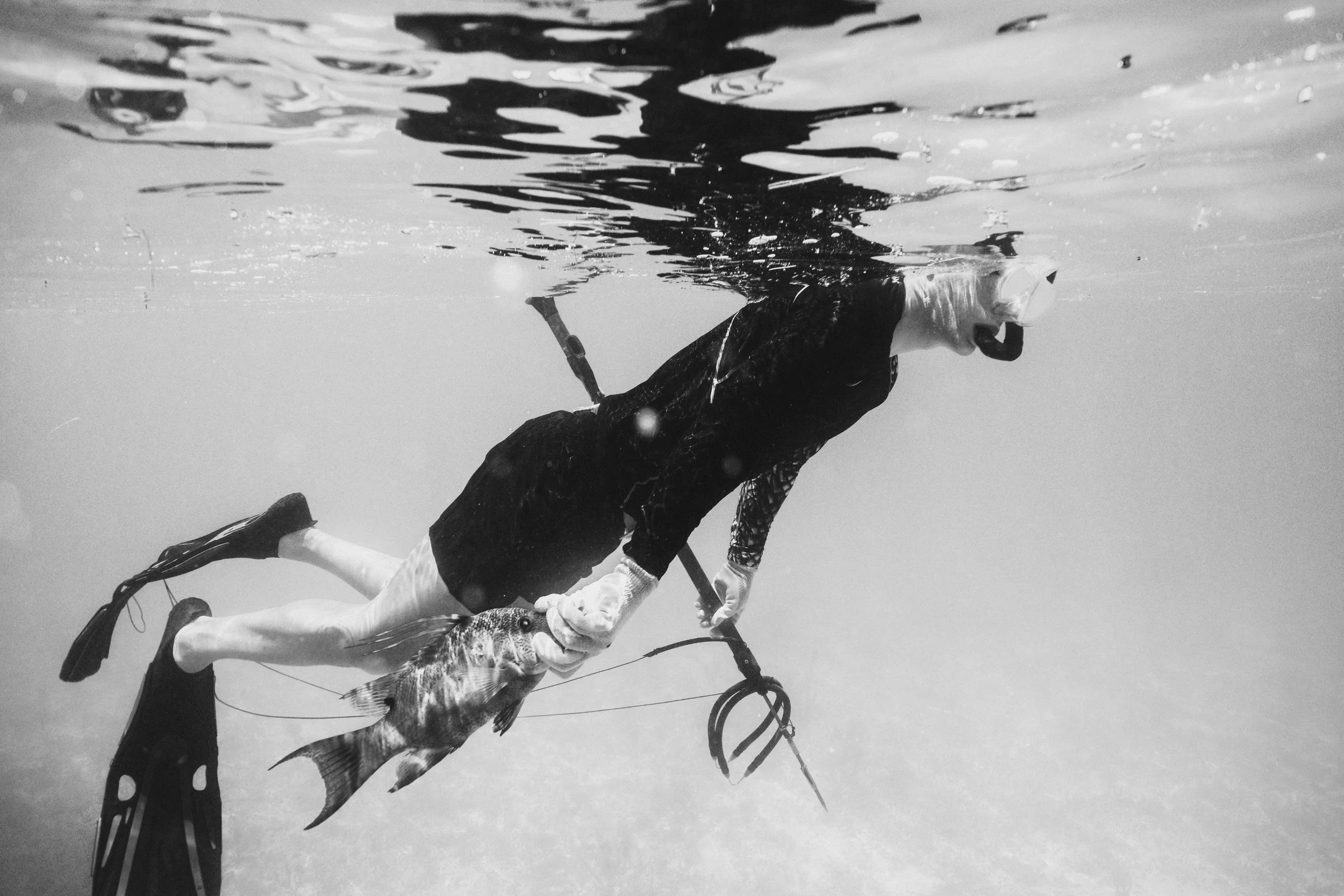 Hogfish-15.jpg