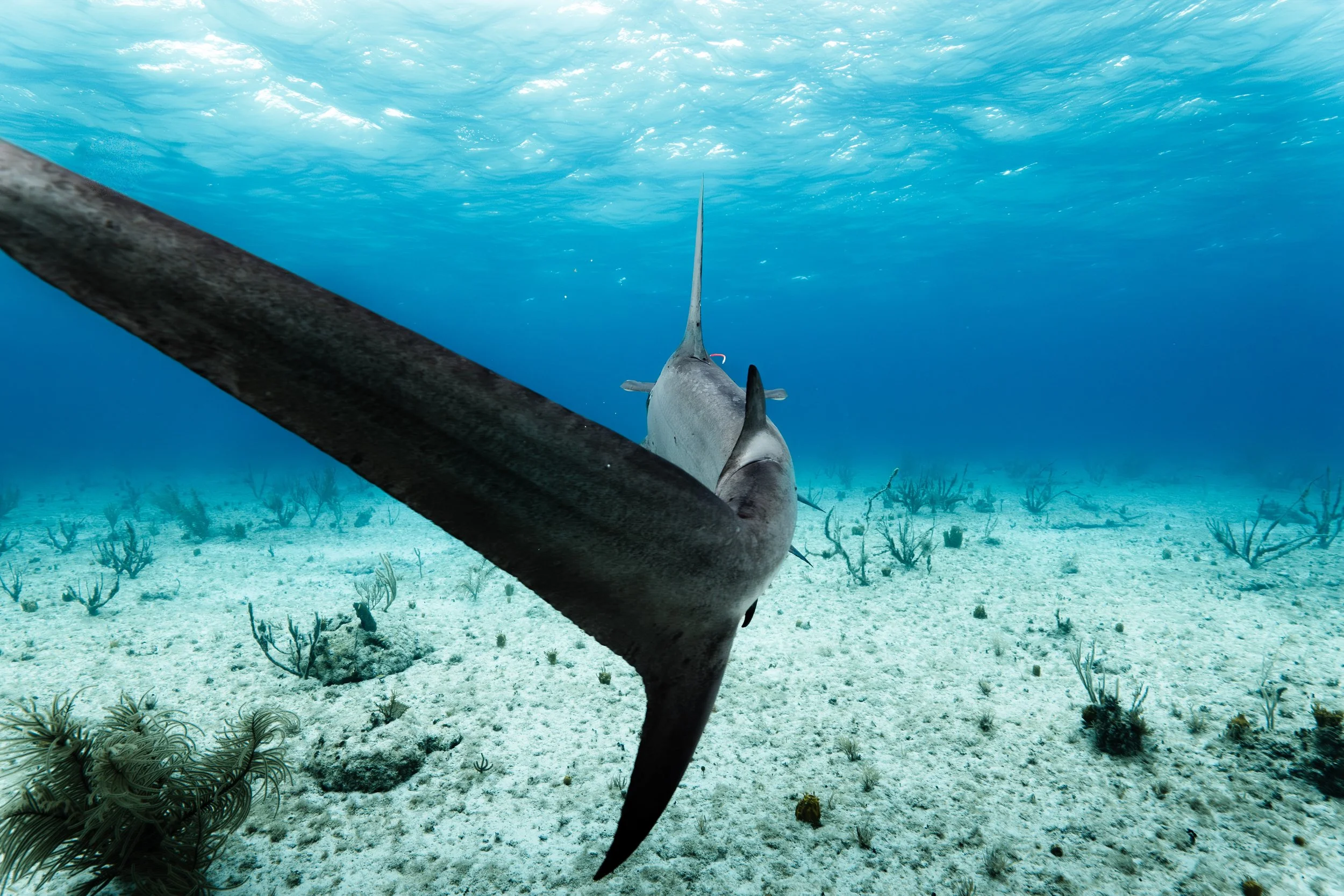 BTWavesBahamasJan-123.jpg