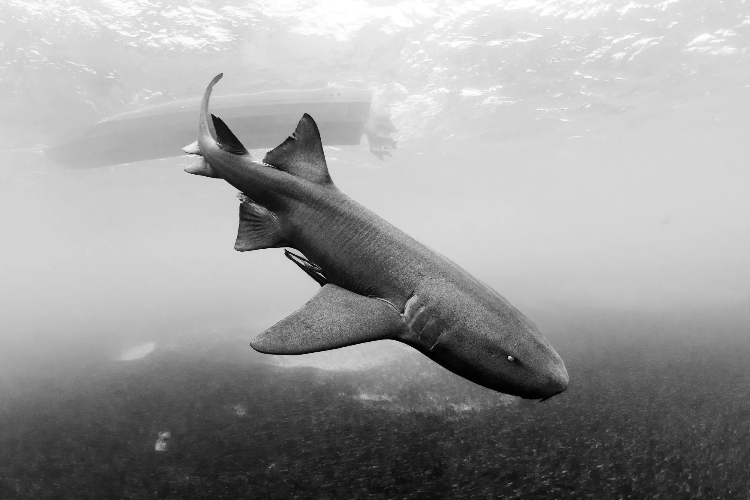 BTWavesBahamasJan-24.jpg