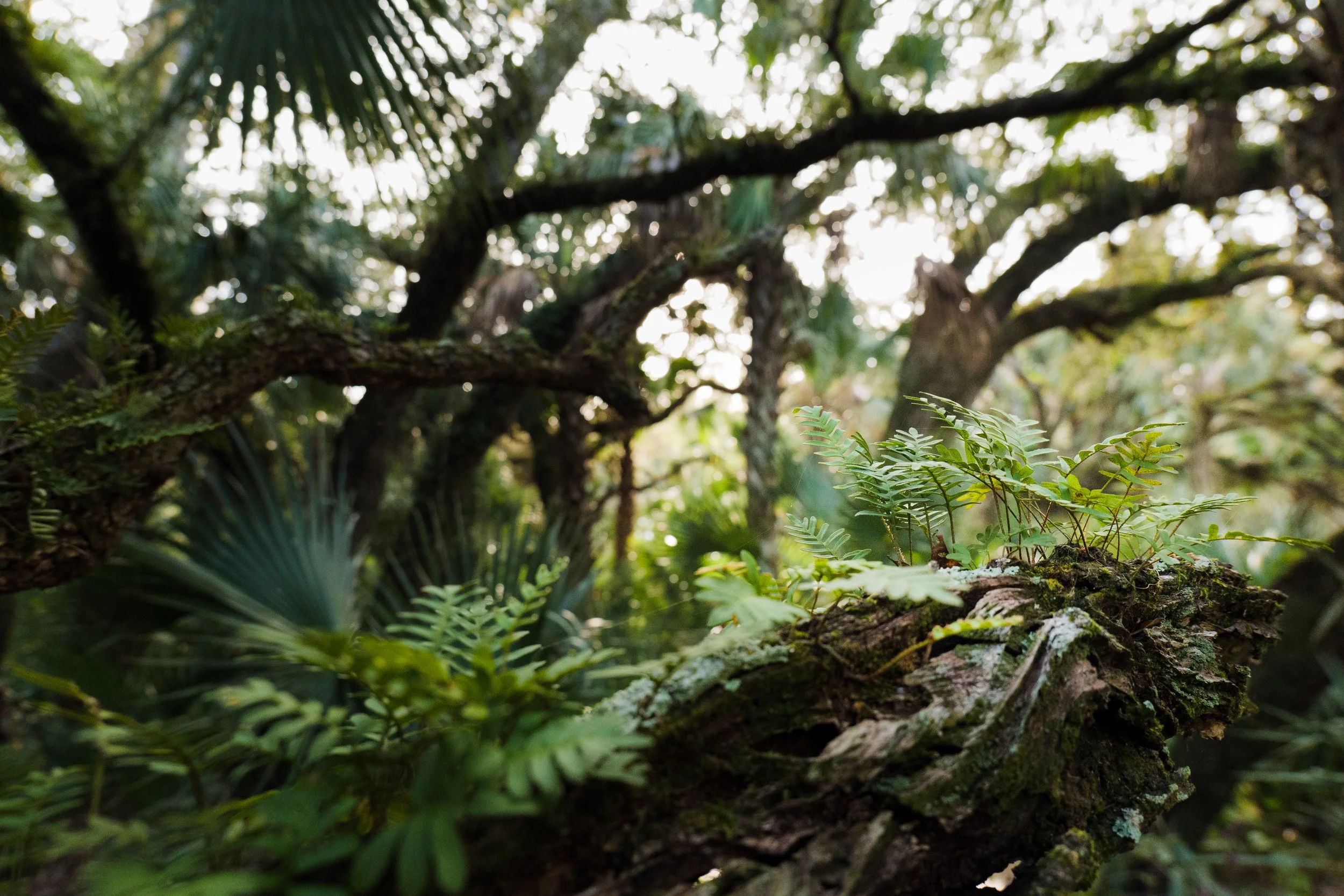 Wildpath_DM_SyfrettRanch-12.jpg