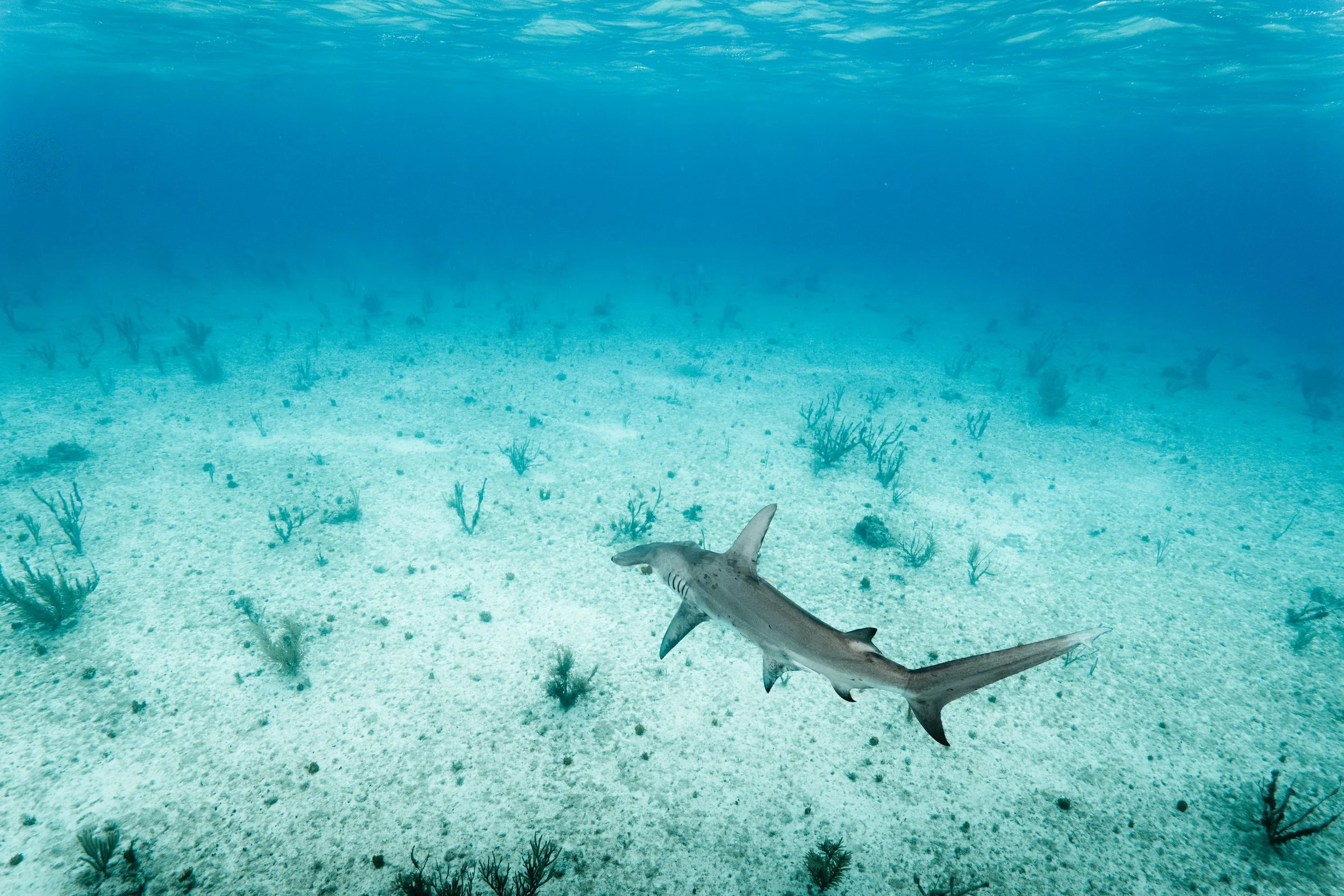 BTWavesBahamasJan-133.jpg