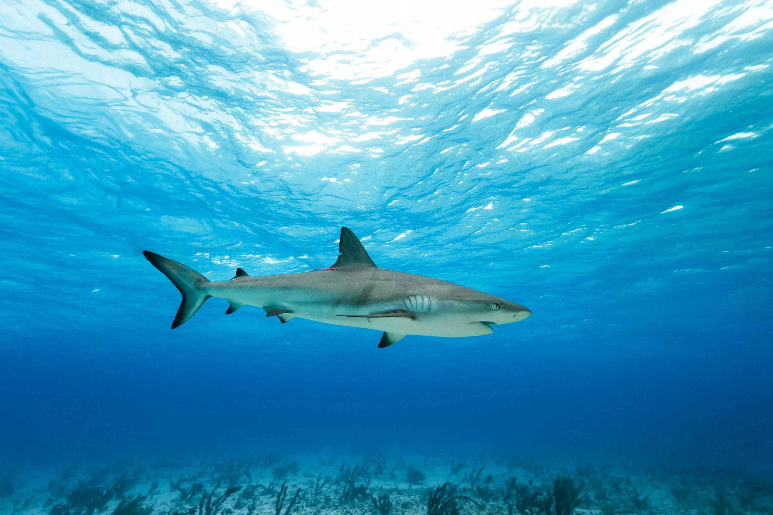 BTWavesBahamasJan-103.jpg