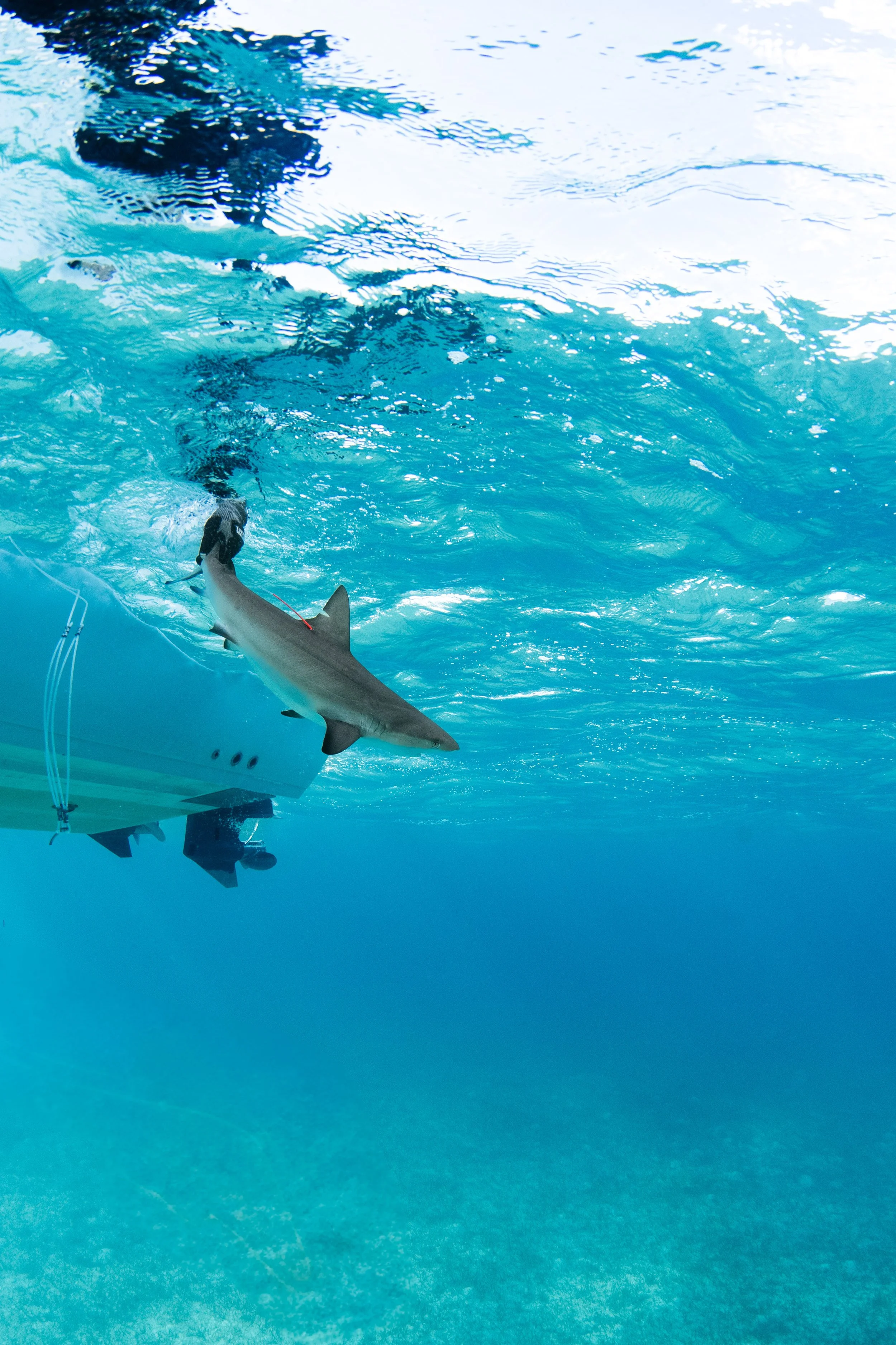 BTWavesBahamasJan-68.jpg