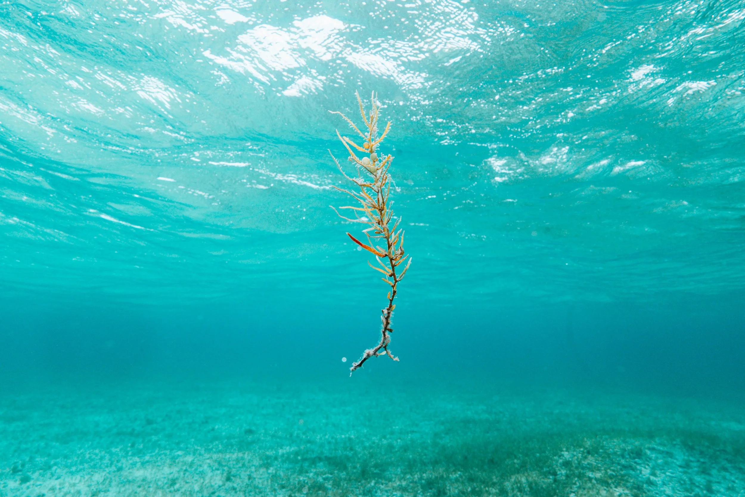 BTWavesBahamasJan-145.jpg