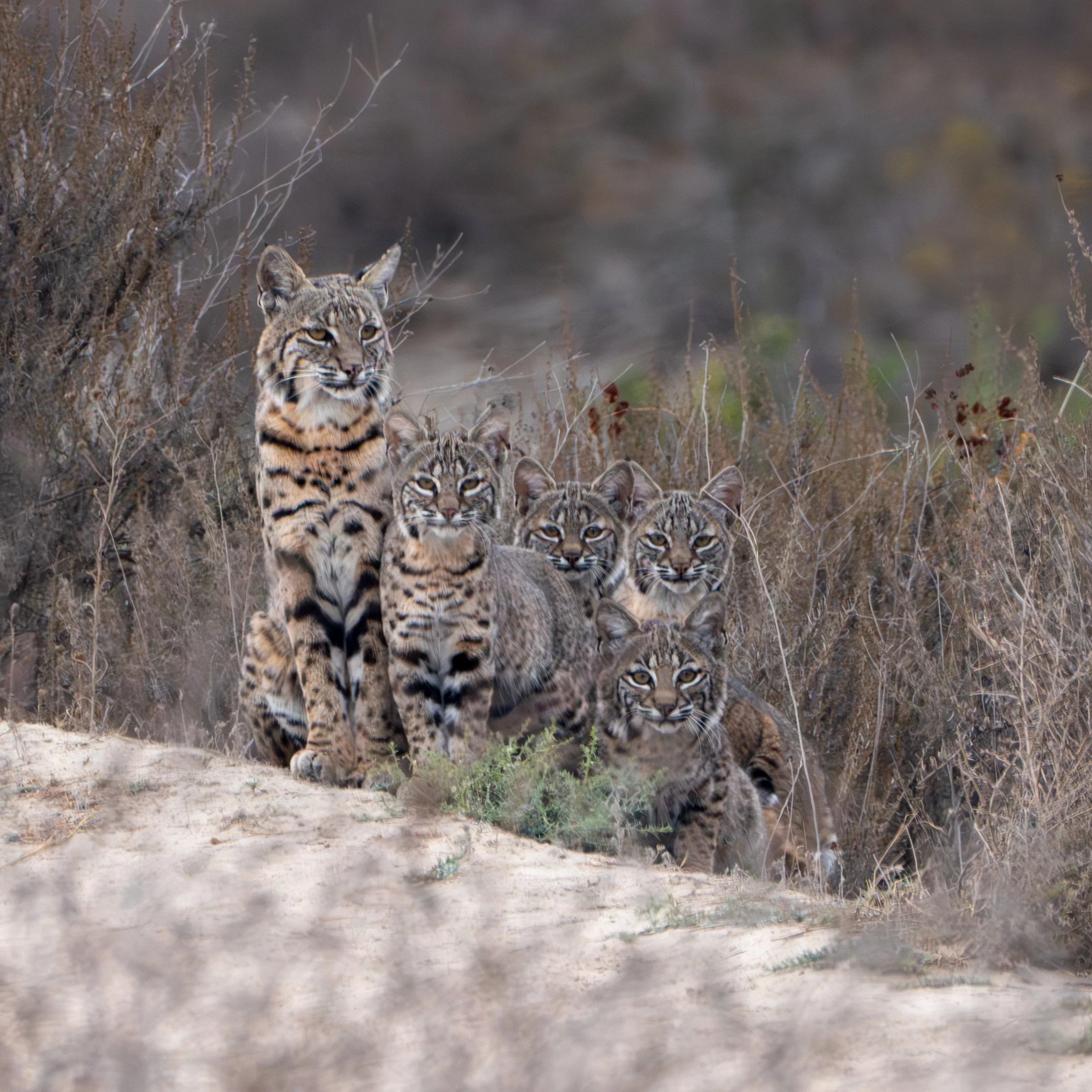 Bobcat Brigade.jpg