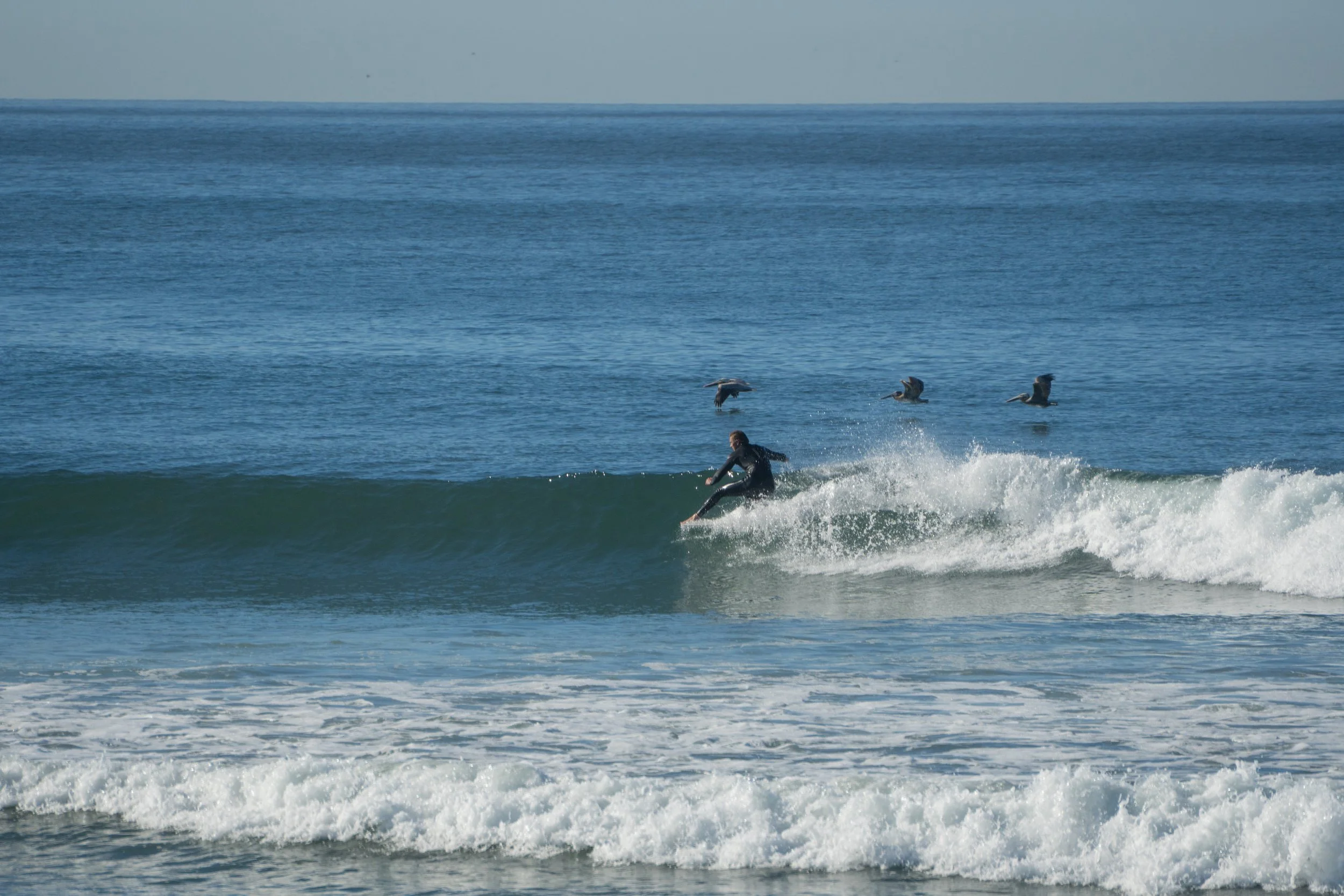 Coastal Companion.jpg