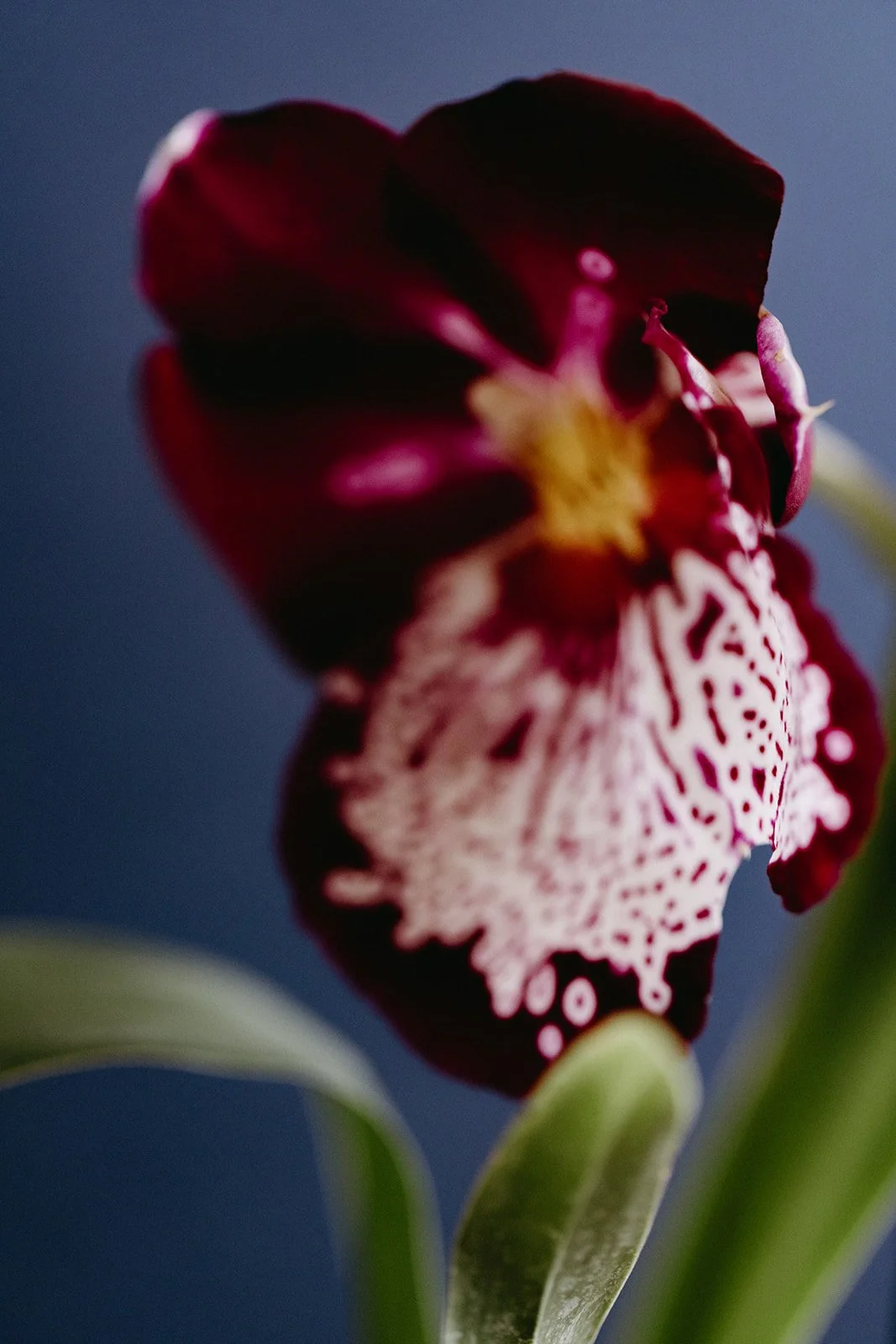 Aris Florals