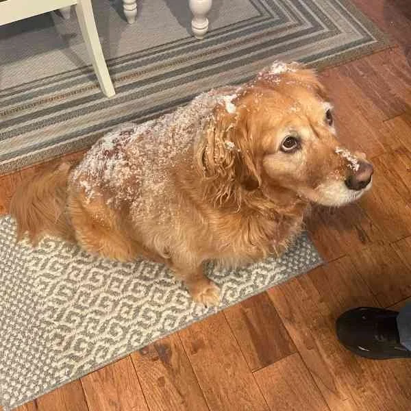 Daisy snow January Goal Blog Gallery.jpg