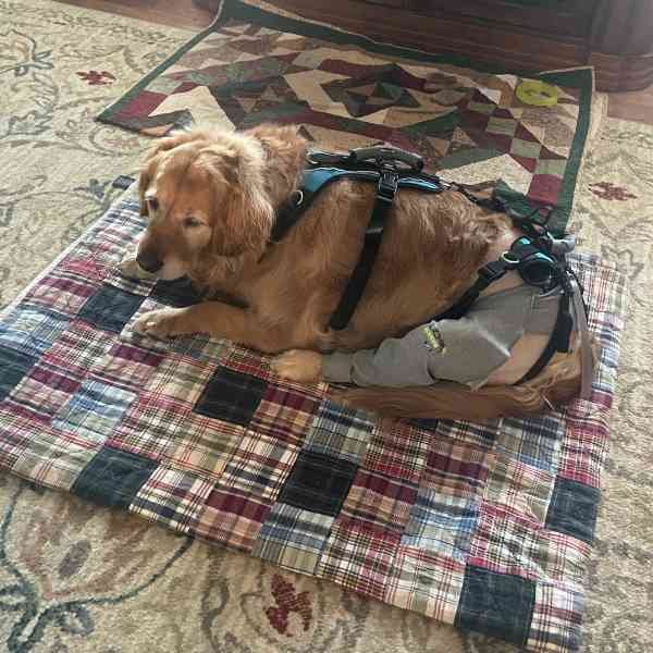 Daisy Post Surgery Blog.jpg