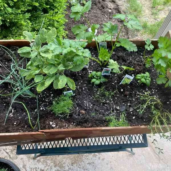 herb garden.jpg
