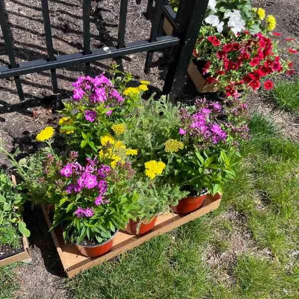 flowers ready to plant.jpg
