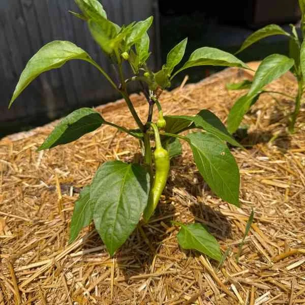 A pepper on a pepper plant