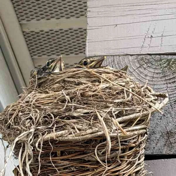 A nest with baby birds 
