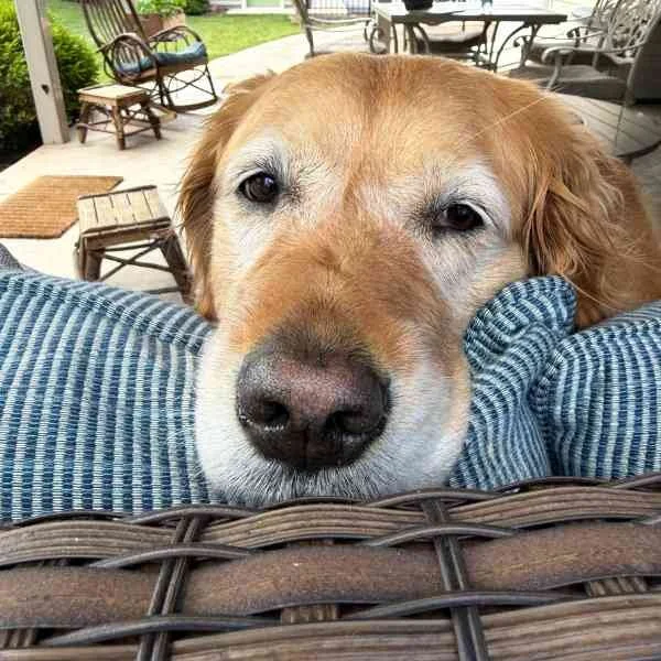 Daisy (Golden Retriever) on the couch on the porch