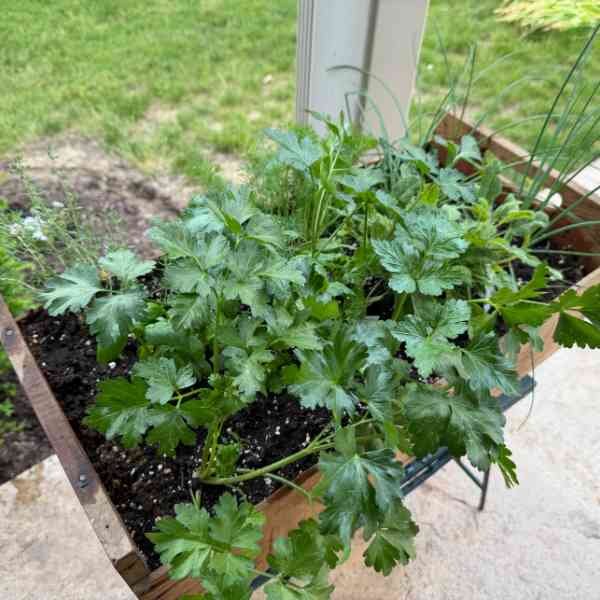Kris's herb garden in a container