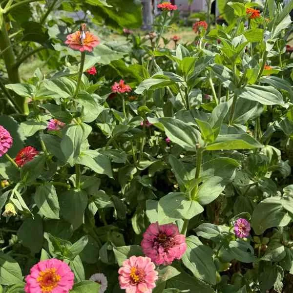 Pink Florals from Mom and Dad's Garden