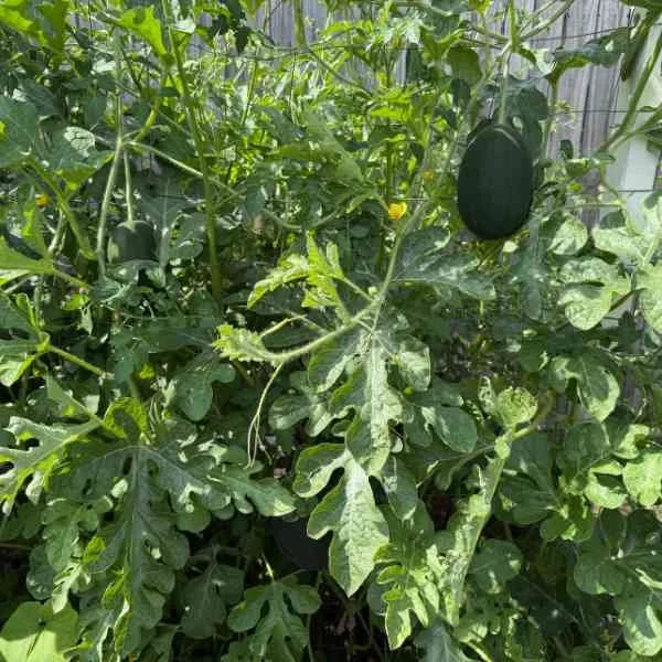 Watermelon Plant
