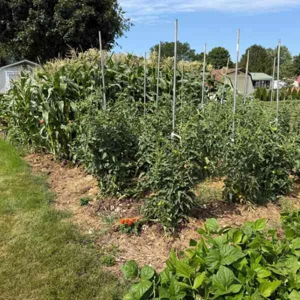 Dad's Garden