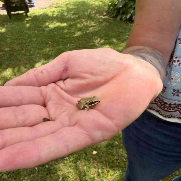 Tree Frog
